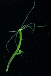 Hydra viridissima from pond near Geneva, Switzerland, size about 5 mm