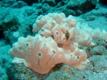 Botryllus eilatensis white morph Botryllus eilatensis white morph