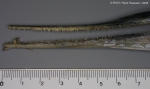 Beloniformes