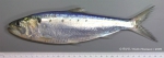 Alosa fallax (Lacepède, 1803)