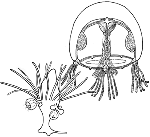 Illustration of family Australomedusidae Illustration of family Australomedusidae