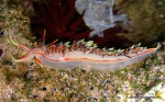 Nudibranchia