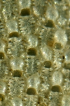 Membraniporella nitida Membraniporella nitida