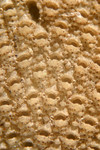 Cribrilina cryptooecium Cribrilina cryptooecium