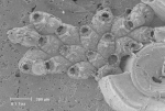 Puellina arrecta Bishop & Househam, 1987 Puellina arrecta Bishop & Househam, 1987