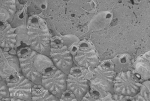 Puellina bifida (d'Hondt, 1970) Puellina bifida (d'Hondt, 1970)