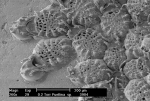 Puellina praecox Bishop & Househam, 1987 Puellina praecox Bishop & Househam, 1987