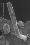 Aetea sica (Couch, 1844) Aetea sica (Couch, 1844)