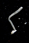 Aetea sica (Couch, 1844) Aetea sica (Couch, 1844)