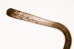 Aetea sica (Couch, 1844) Aetea sica (Couch, 1844)