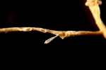 Scruparia ambigua (d'Orbigny, 1841) Scruparia ambigua (d'Orbigny, 1841)