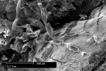 Scruparia ambigua (d'Orbigny, 1841) Scruparia ambigua (d'Orbigny, 1841)
