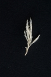 Eucratea loricata (Linnaeus, 1758) Eucratea loricata (Linnaeus, 1758)