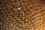 Membranipora membranacea (Linnaeus, 1767) Membranipora membranacea (Linnaeus, 1767)