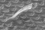 Membranipora membranacea (Linnaeus, 1767) Membranipora membranacea (Linnaeus, 1767)