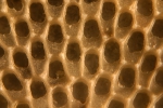 Membranipora tenuis Desor, 1848 Membranipora tenuis Desor, 1848