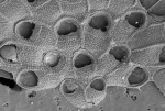 Membranipora tenuis Desor, 1848 Membranipora tenuis Desor, 1848