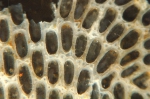 Conopeum reticulum (Linnaeus, 1767) Conopeum reticulum (Linnaeus, 1767)