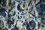 Pyripora catenularia (Fleming, 1828) Pyripora catenularia (Fleming, 1828)