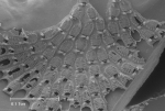 Aspidelectra melolontha (Landsborough, 1852) Aspidelectra melolontha (Landsborough, 1852)