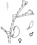 Halopteris diaphana, a typical member of the Halopterididae. Erect shoot of colony (plume), middle part of plume, gonothecae. Note presence of hydrothecae on stem. Halopteris diaphana, a typical member of the Halopterididae. Erect shoot of colony (plume), middle part of plume, gonothecae. Note presence of hydrothecae on stem.
