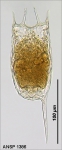 Rotifera (Rotifers)