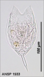 Rotifera (Rotifers)
