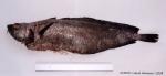 Phycis blennoides (Brünnich, 1768) Phycis blennoides (Brünnich, 1768)