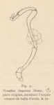 Giltay (1934, figuur 1)