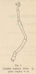 Giltay (1934, figuur 2) 