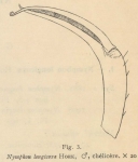 Giltay (1934, figuur 3) 