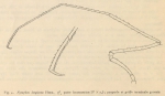Giltay (1934, figuur 4) 