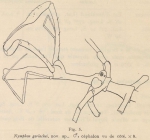 Giltay (1934, fig. 05) Giltay (1934, fig. 05)