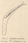 Giltay (1934, figuur 6) 