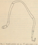 Giltay (1934, figuur 7) 