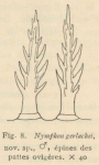 Giltay (1934, fig. 08) Giltay (1934, fig. 08)