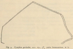 Giltay (1934, figuur 9) 