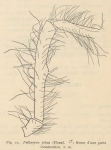 Giltay (1934, figuur 10)