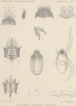 Trouessart (1903, plaat 1) 