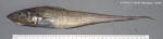 Macrourus berglax Lacepède, 1801 Macrourus berglax Lacepède, 1801