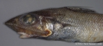 Macrourus berglax Lacepède, 1801 Macrourus berglax Lacepède, 1801