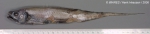 Lyconus brachycolus Holt & Byrne, 1906 Lyconus brachycolus Holt & Byrne, 1906