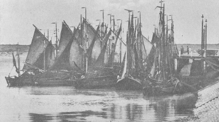 Desnerck (1974, fig. 180)