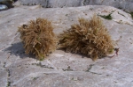 Electra pilosa Electra pilosa