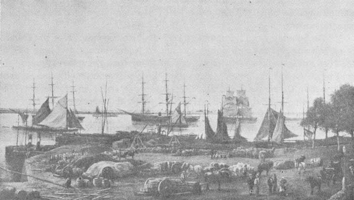 Desnerck (1974, fig. 197)