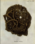 Spongia cratitia Spongia cratitia