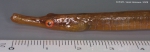 Syngnathiformes