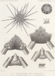 Koehler (1901, plaat 1)