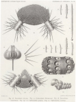 Koehler (1901, plaat 3) 