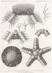 Koehler (1901, plaat 4)
